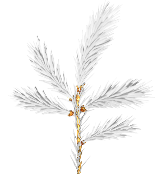 Conifer Pine leaves